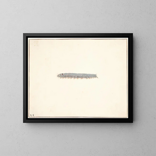 The night butterfly larva - Pieter Holsteijn — framed artwork on a wall