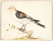 A snow bunting - Pieter Holsteijn — artwork view