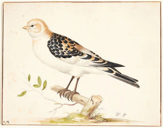 A snow bunting - Pieter Holsteijn — artwork view