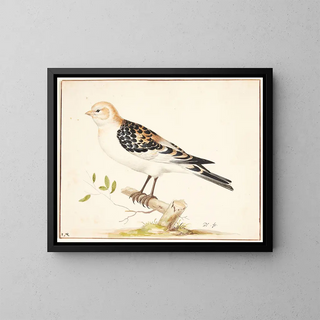 A snow bunting - Pieter Holsteijn — framed artwork on a wall