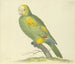 Green Parrot Painting - Pieter Holsteijn — artwork view