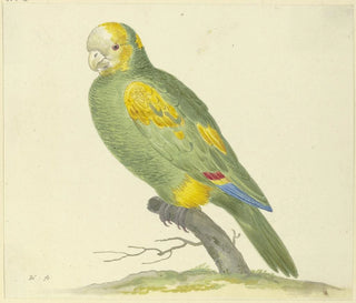 Green Parrot Painting - Pieter Holsteijn — artwork view