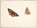 Study of a Butterfly of Time, Vanessa cardui - Pieter Holsteijn — artwork view