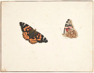 Study of a Butterfly of Time, Vanessa cardui - Pieter Holsteijn — artwork view