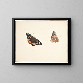 Study of a Butterfly of Time, Vanessa cardui - Pieter Holsteijn — framed artwork on a wall