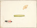 Three studies of insects - Pieter Holsteijn — artwork view