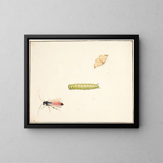Three studies of insects - Pieter Holsteijn — framed artwork on a wall