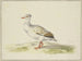 White Goose with Brown Wings, Red Beak and Legs - Pieter Holsteijn — artwork view