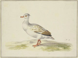 White Goose with Brown Wings, Red Beak and Legs - Pieter Holsteijn — artwork view