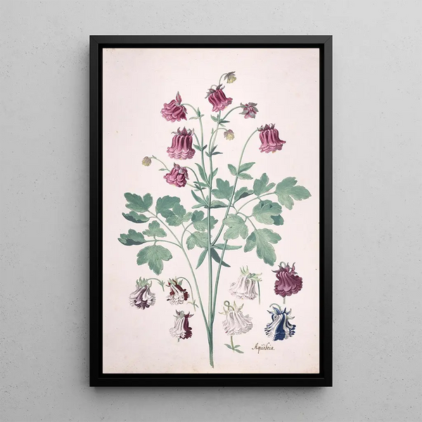 an Ancolie or Grandmother's Bonnet Aquilegia painting with additional studies of flowers - Pieter Holsteyn II — framed artwork on a wall