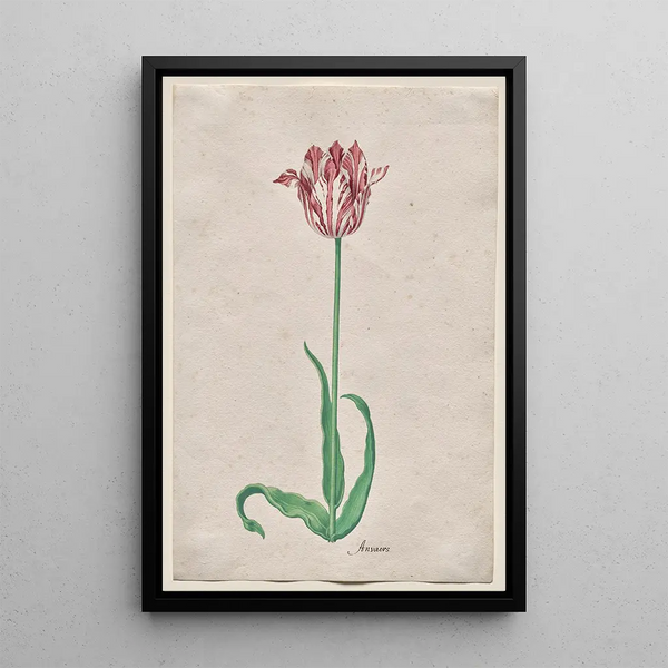 Study of a Tulip Anvaers - Pieter Holsteyn II — framed artwork on a wall