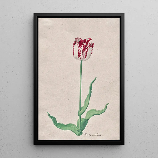 Study of a Wit Tulip in Root Wood - Pieter Holsteyn II — framed artwork on a wall