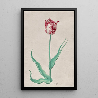 Pieter Holsteyn II - Study of a Tulip t roosje.webp