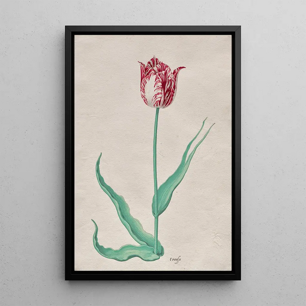 Study of a tulip t roosje - Pieter Holsteyn II — framed artwork on a wall