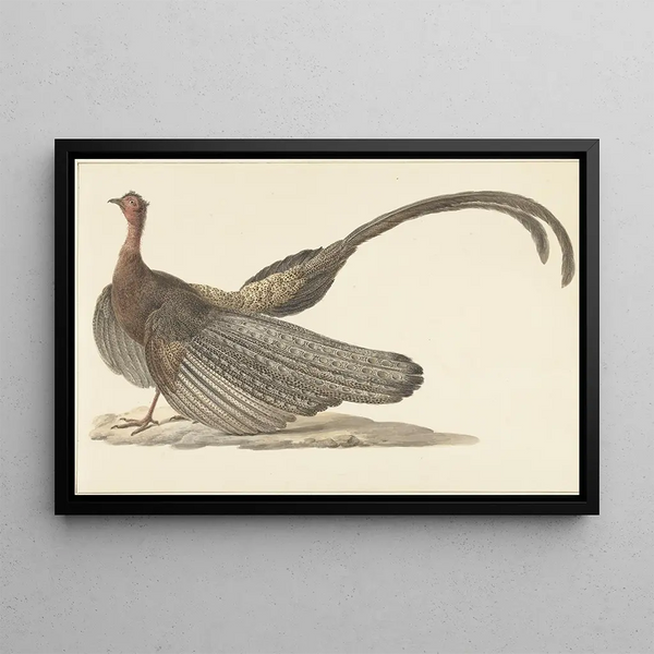 Argus faisan - Pieter Pietersz Barbiers — framed artwork on a wall