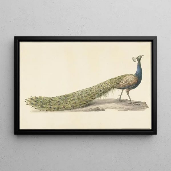 Blue Peacock Painting - Pieter Pietersz Barbiers — framed artwork on a wall