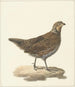 Colin de Virginie Colinus virginianus - Pieter Pietersz. Barbiers — artwork view