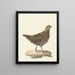 Colin de Virginie Colinus virginianus - Pieter Pietersz. Barbiers — framed artwork on a wall