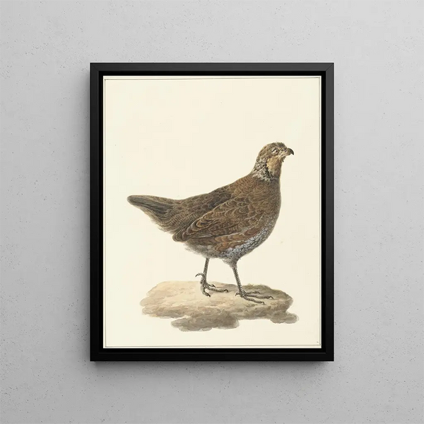Colin de Virginie Colinus virginianus - Pieter Pietersz. Barbiers — framed artwork on a wall