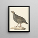 Francolin de Chine Excalfactoria chinensis - Pieter Pietersz. Barbiers — framed artwork on a wall