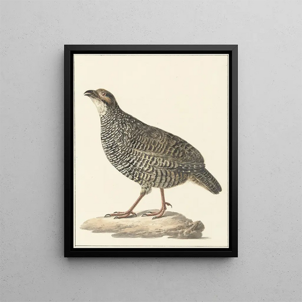 Francolin de Chine Excalfactoria chinensis - Pieter Pietersz. Barbiers — framed artwork on a wall