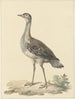 Denhams piège Neotis denhami - Pieter Pietersz. Barbiers — artwork view