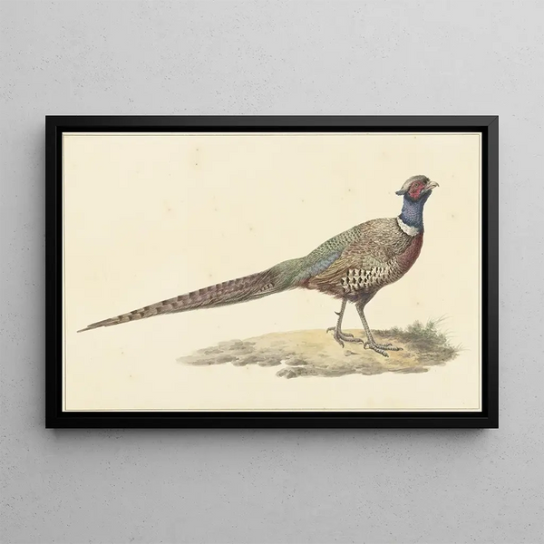 Pheasant - Pieter Pietersz Barbiers — framed artwork on a wall