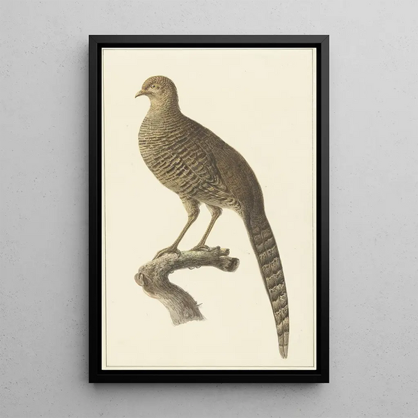 Golden pheasant female - Pieter Pietersz Barbiers — framed artwork on a wall