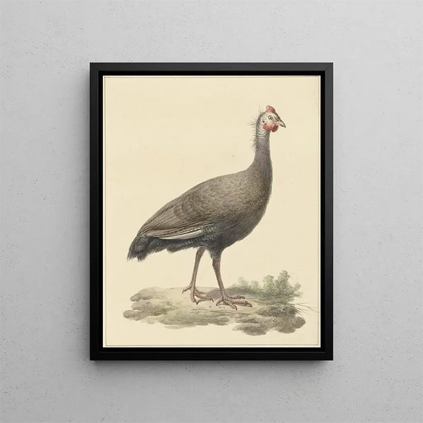 Helmparelhoen - Pieter Pietersz. Barbiers — framed artwork on a wall