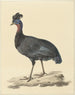 Pintade huppée - Pieter Pietersz. Barbiers — artwork view