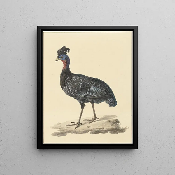 Pintade huppée - Pieter Pietersz. Barbiers — framed artwork on a wall