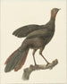 Kuifsjakohoen Penelope purpurascens - Pieter Pietersz. Barbiers — artwork view