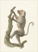 Baboon with coat - Pieter Pietersz. Barbiers — artwork view