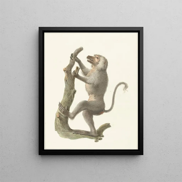 Baboon with coat - Pieter Pietersz. Barbiers — framed artwork on a wall