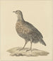 Perdrix Painting - Pieter Pietersz. Barbiers — artwork view