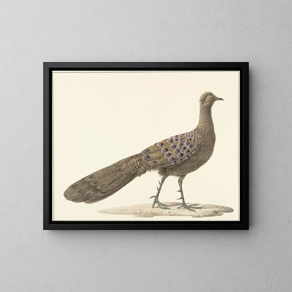 Peacock mirror - Pieter Pietersz Barbiers — framed artwork on a wall