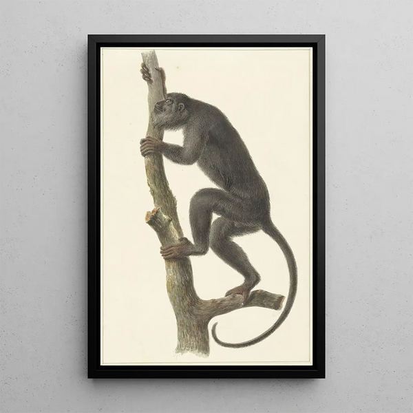 Hurleur noir Paraguay - Pieter Pietersz Barbiers — framed artwork on a wall