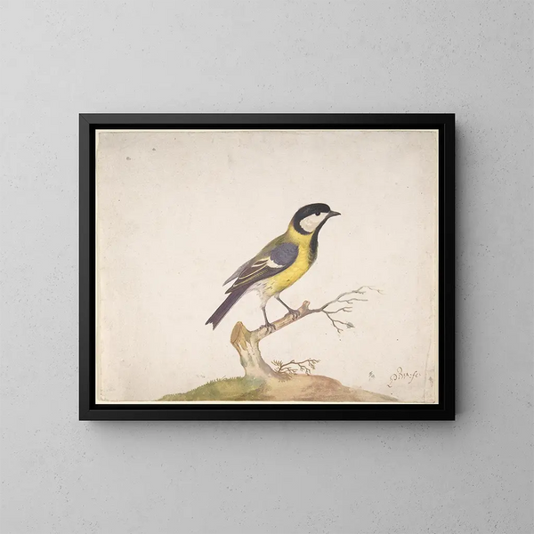 a Eurasian blue tit perched on a branch - Pieter Withoos — framed artwork on a wall