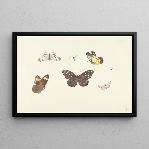 Leaf with five butterflies and two flies - Pieter Withoos — framed artwork on a wall