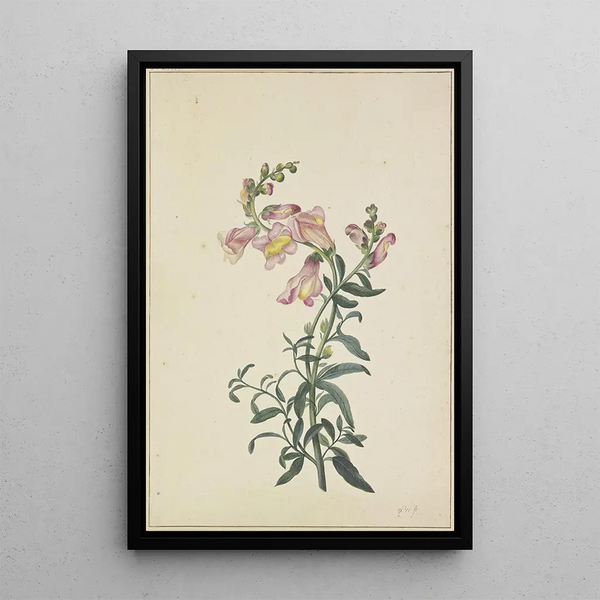 A wolf's face - Pieter Withoos — framed artwork on a wall