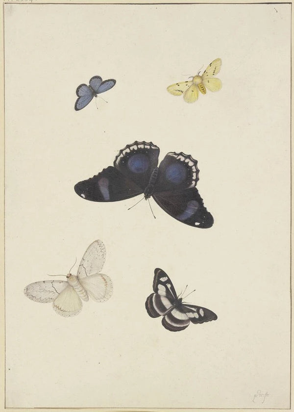 Five Butterflies - Pieter Withoos — framed artwork on a wall