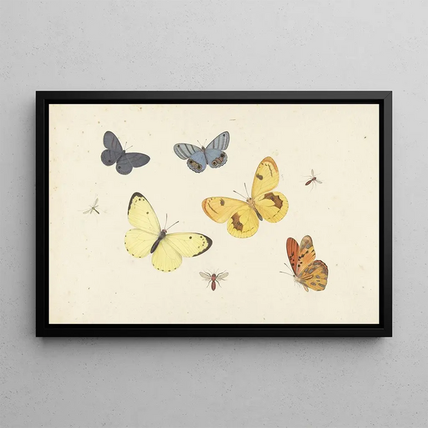 Study sheet with five butterflies, a wasp, and two flies - Pieter Withoos — framed artwork on a wall
