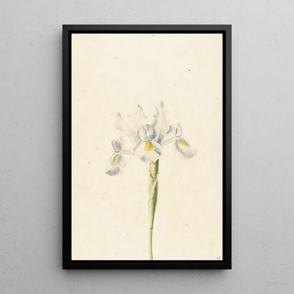 Iris blanc - Pieter Withoos — framed artwork on a wall