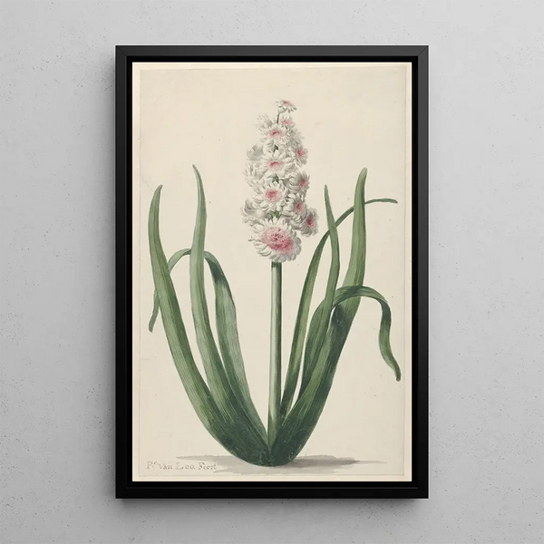 Hyacinth in Bloom - Pieter van Loo — framed artwork on a wall