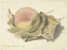 Fishing on Two Leaves - Pieter van der Meulen — artwork view