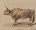 Study of a young ox - Piotr Michałowski — artwork view