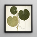Piper umbellatum - Nikolaus Joseph Freiherr von Jacquin — framed artwork on a wall