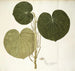 Piper umbellatum - Nikolaus Joseph Freiherr von Jacquin — artwork view