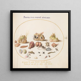 Planche 51 Coquillages de Murex, crabes ermites, limace, insectes et autres vies marines - Joris Hoefnagel