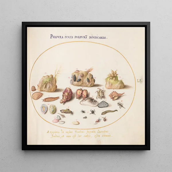 Planche 51 Shells of Murex, hermit crabs, slug, insects, and other marine life - Joris Hoefnagel — framed artwork on a wall